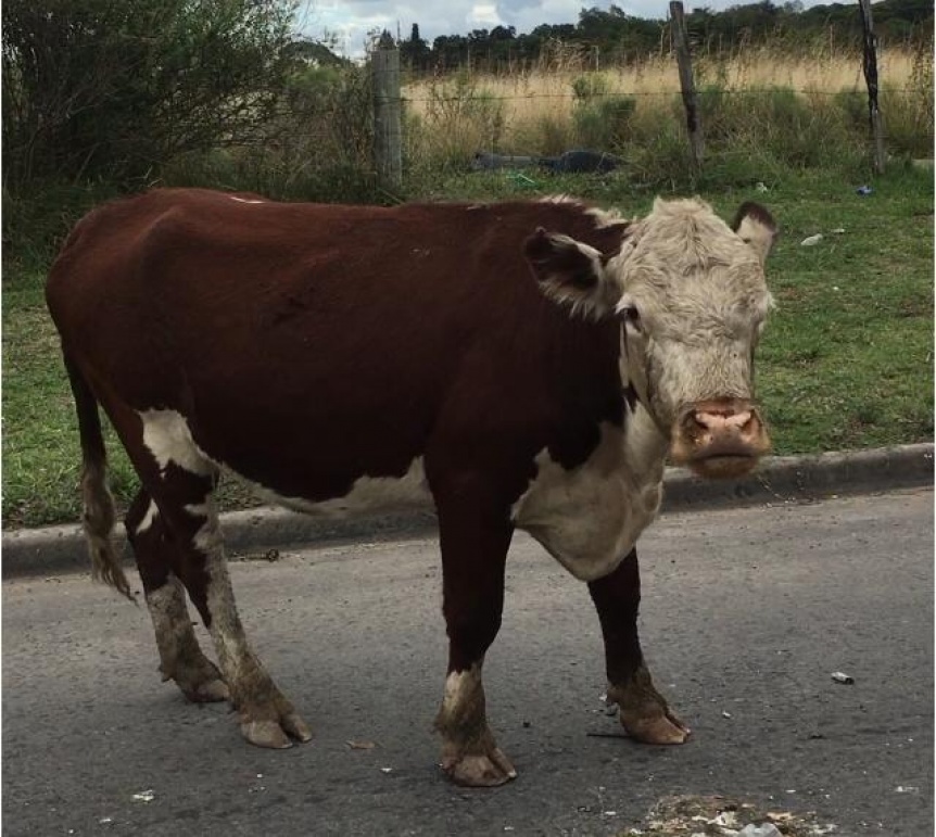 Sorpresa por un vacuno en medio de la calle en Quilmes Oeste