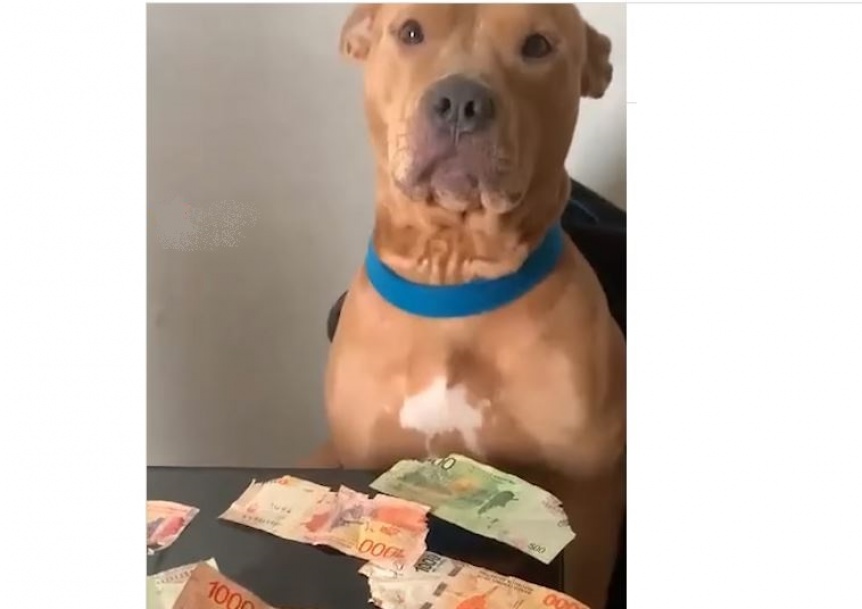 El sospechoso de siempre: Un perro le comi todos los billetes a su dueo