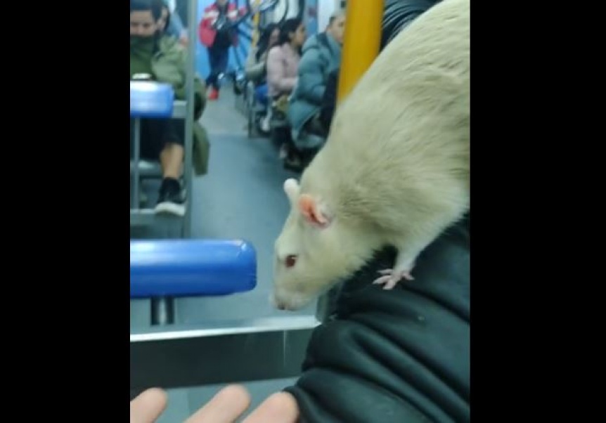 VIDEO | Un hombre subi al Tren Roca con una rata de mascota e hizo un show