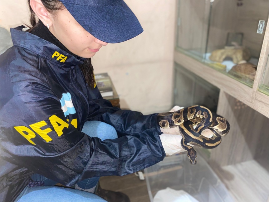 VIDEO | CABA y Conurbano: Golpe al trfico internacional de fauna silvestre