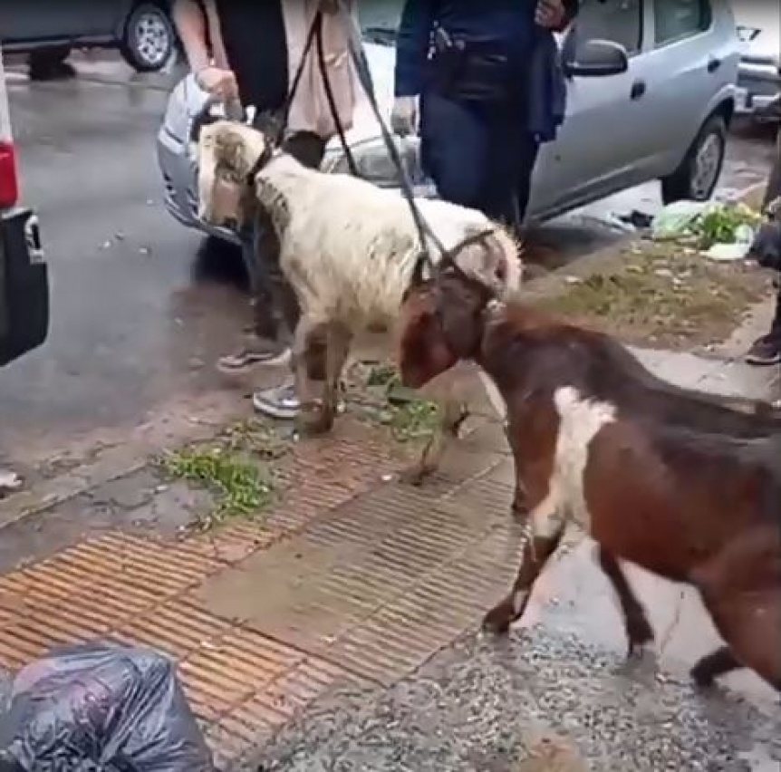 VIDEO | Gracias a una denuncia realizada a Mi Alerta Quilmes se evit el sacrificio de varios animales