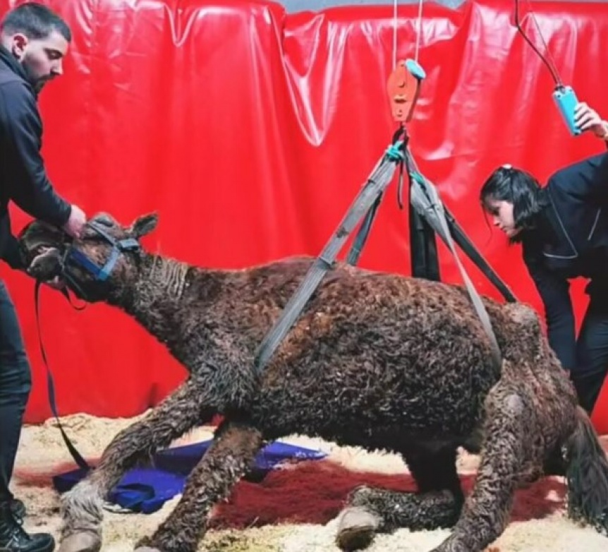 Gracias a un drone lograron rescatar a un caballo que agonizaba en Bernal Oeste