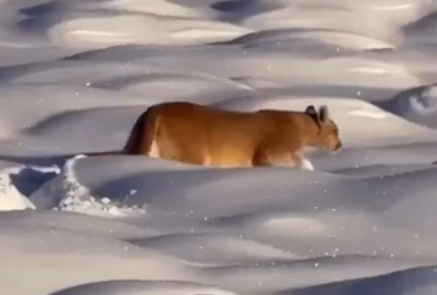 VIDEO | Filmaron un puma recorriendo la nieve en Santa Cruz
