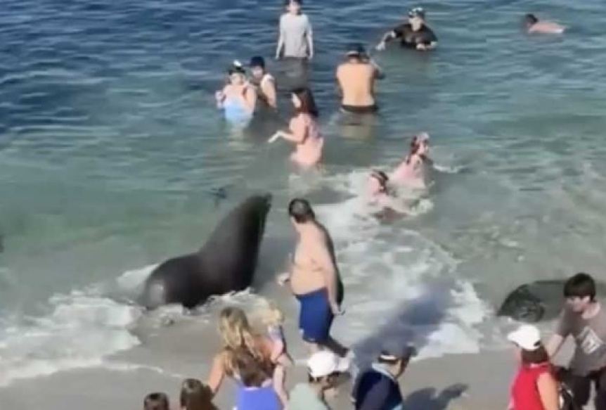 VIDEO | Turistas y lobos marinos pelean por una pequea playa debido al calor extremo