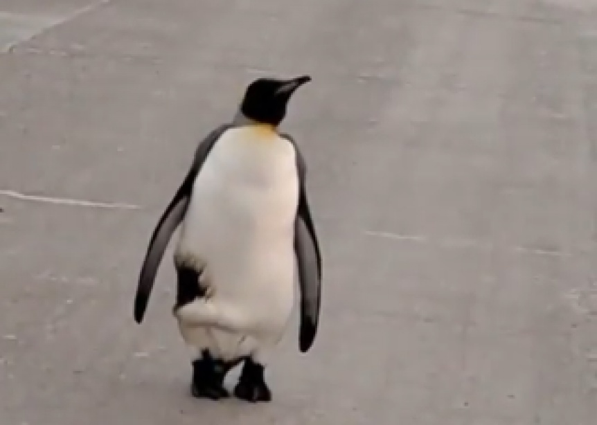 VIDEO | Un pingino apareci caminando en medio de la calle por el fro extremo