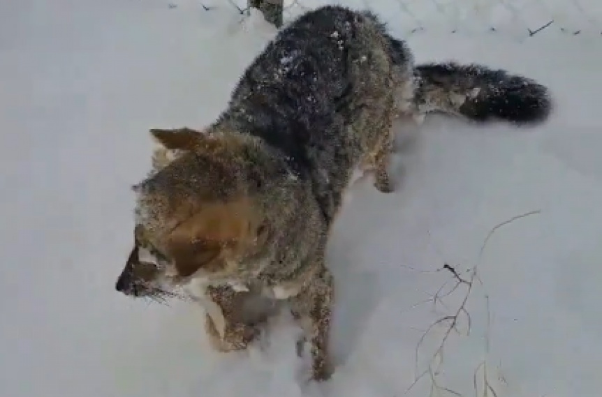 VIDEO | Increble: Encontraron un zorro congelado por el fro polar en la Patagonia