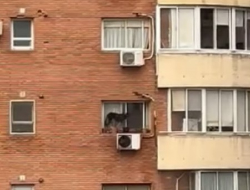 VIDEO | Rescataron a perro que era dejado todo el da al borde de una ventana en un sexto piso