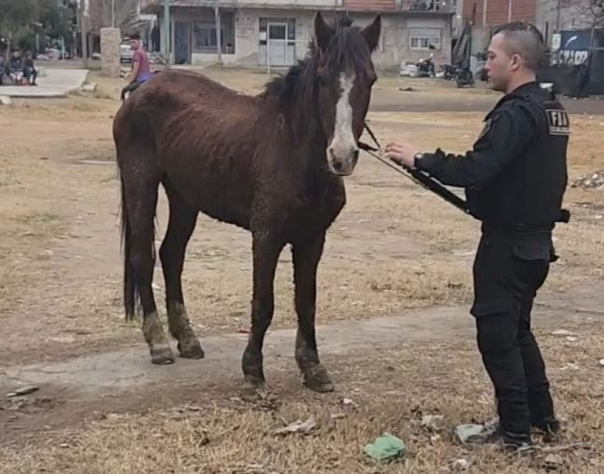 Rescataron a una yegua con signos de abandono y maltrato