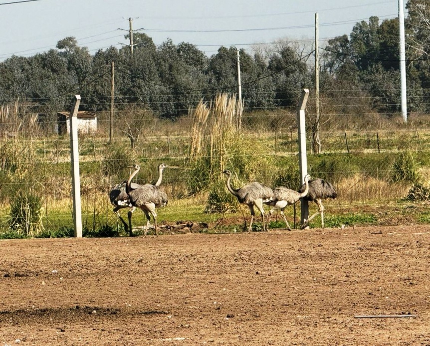 Merlo: La Polica Federal rescat varios animales exticos en cautiverio