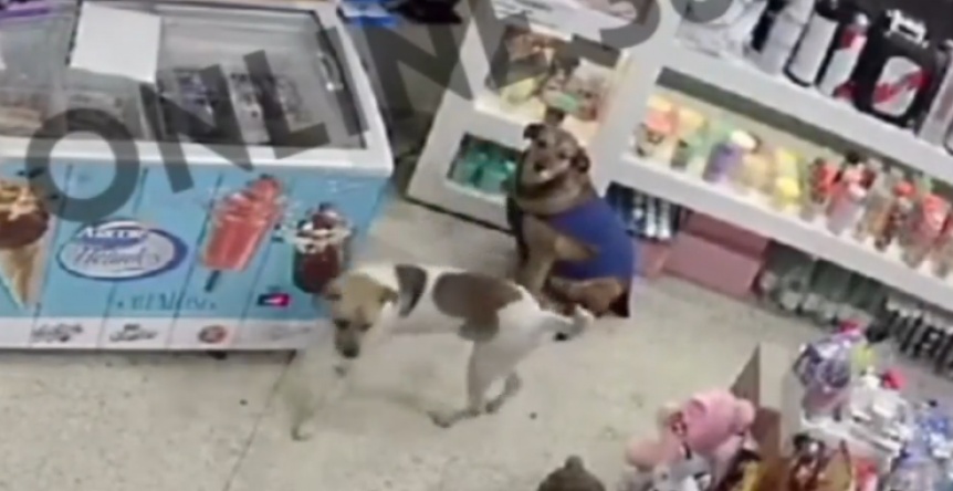 VIDEO | Perro rob un peluche en un kiosco y qued filmado