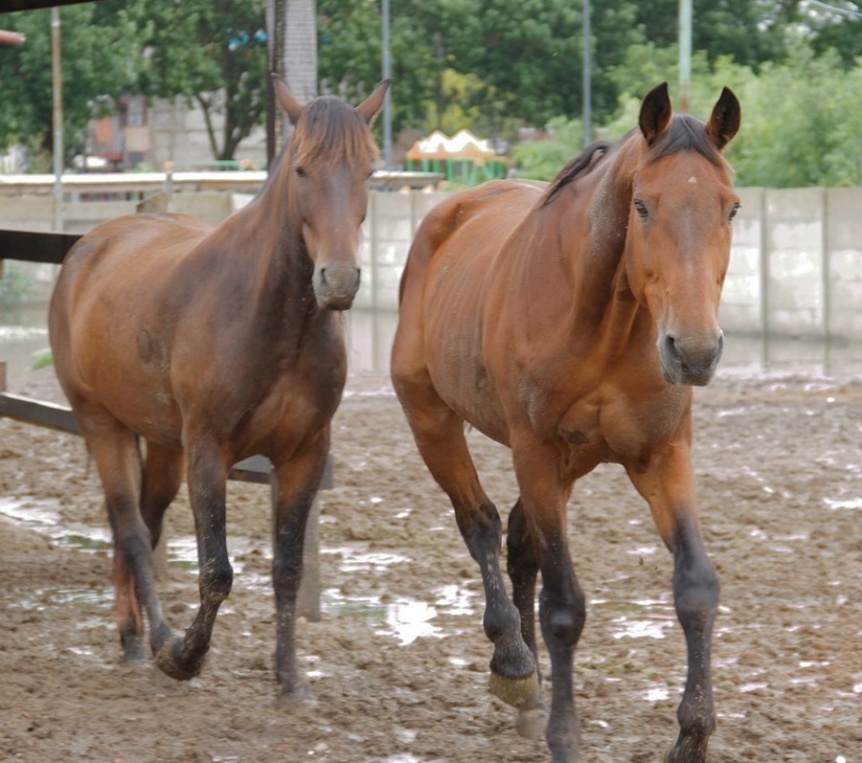 Ms de 150 caballos fueron rescatados en Berazategui por la prohibicin de la traccin a sangre