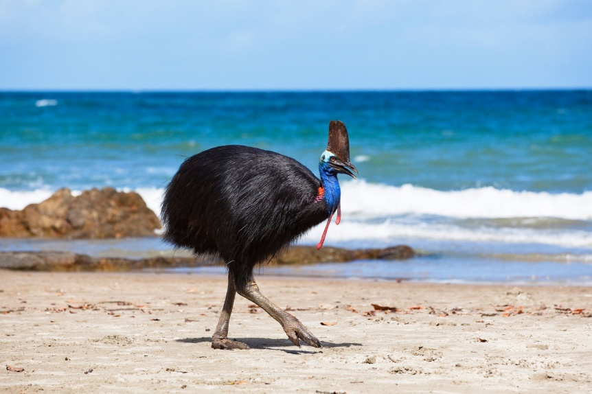 VIDEO | Disfrutaban la playa pero fueron sorprendidas por el ave ms peligrosa del mundo