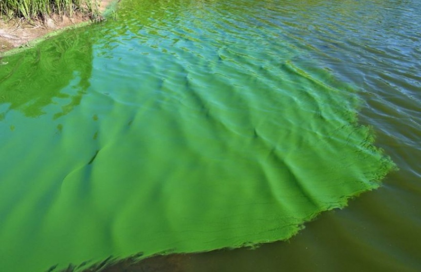 Cianobacterias: Hay 4 zonas en alerta roja y otras 4 con alerta naranja