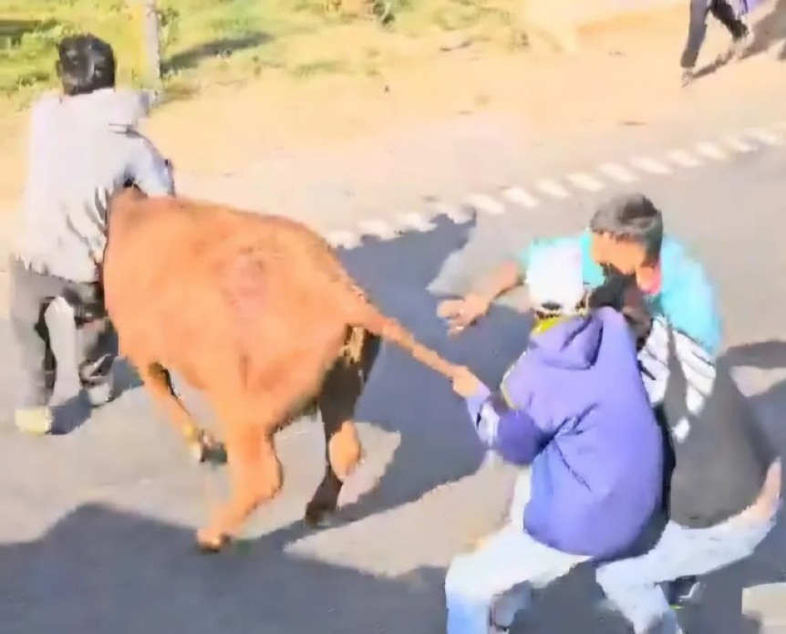 VIDEO | Volc un camin jaula y vecinos carnearon las vacas en plena ruta