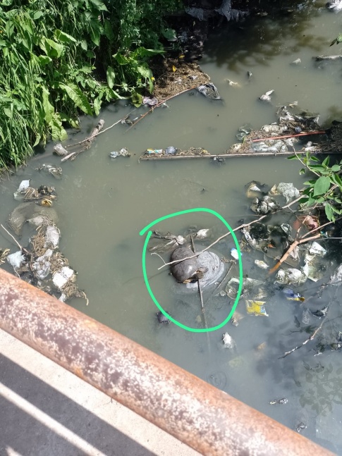 Preparan un operativo para rescatar una gran tortuga que se encuentra en el arroyo