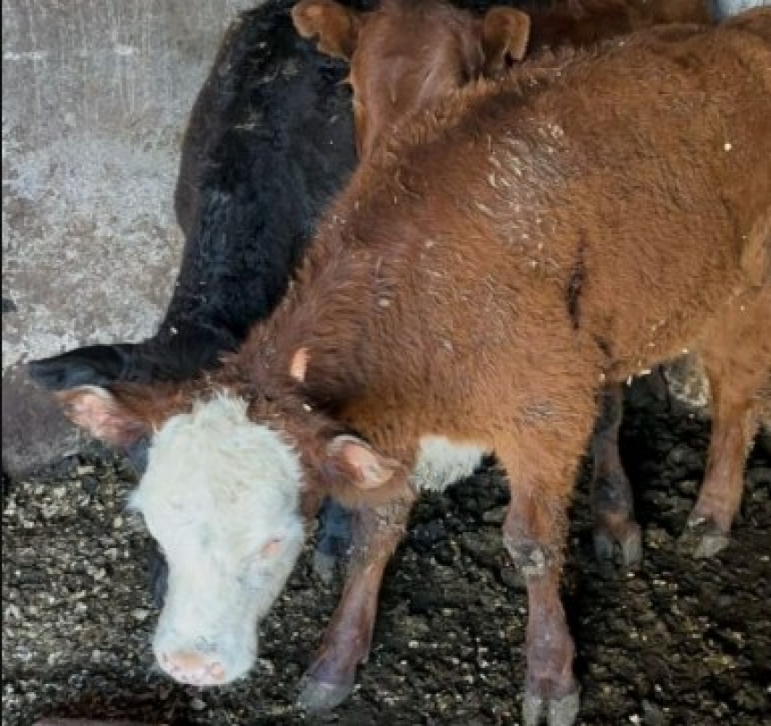 Quedaron detenidos y procesaron por asociacin ilcita a los imputados por faenar animales