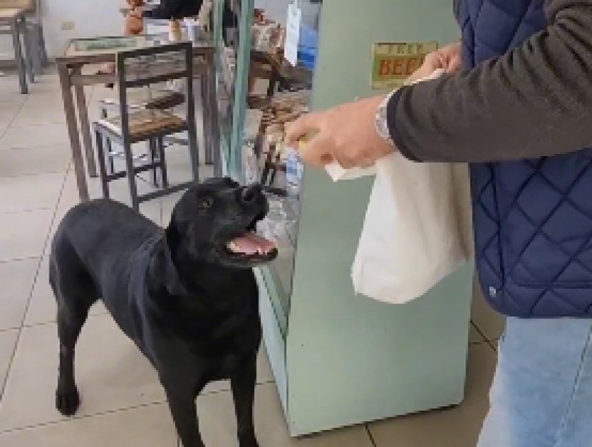 VIDEO | Otto, el perro que va a comprar a la panadera y se lo lleva a su dueo