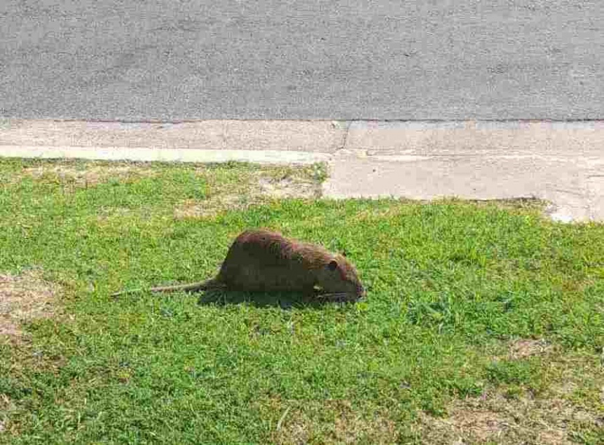 Apareci una rata acutica en el Parque Lineal y provoc gran curiosidad y temor