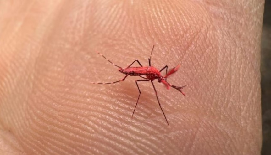 No hay que matar a los mosquitos rojos: Fueron creados para combatir el dengue