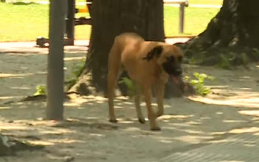 VIDEO | La Comuna de Quilmes se llev al perro que atac sin motivo a varios canes en plaza de las Colectividades