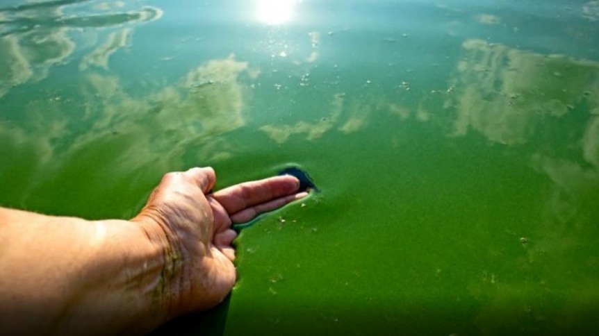 Alerta amarilla por cianobacterias en la costa de Quilmes y Berazategui