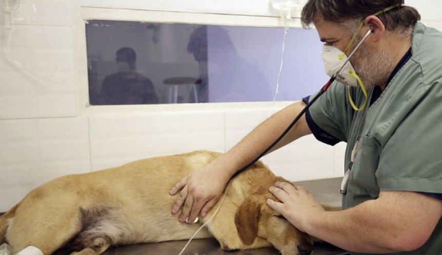 Durante cuatro das Zoonosis realiza castraciones sin turno previo en Almirante Brown