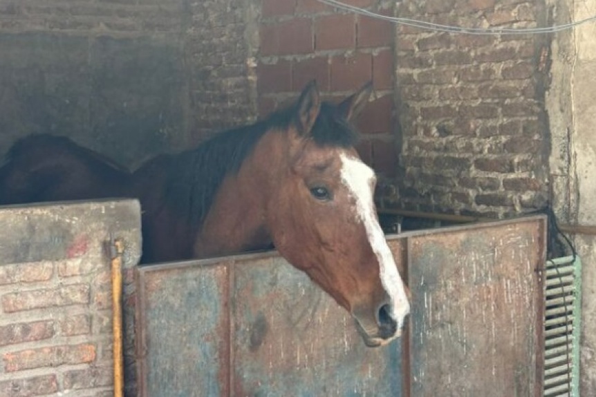 Excarcelaron a seis de los detenidos por la faena clandestina de caballos en Berazategui