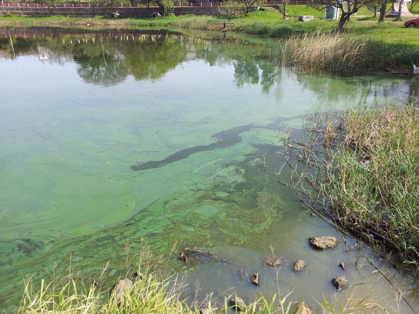 Alerta: Hay 11 municipios con floracin de cianobacterias en la Provincia