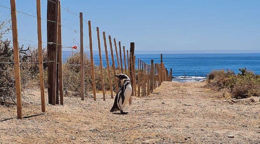 Matanza de pinginos en Punta Tombo: Declararon culpable al empresario por dao agravado y crueldad animal