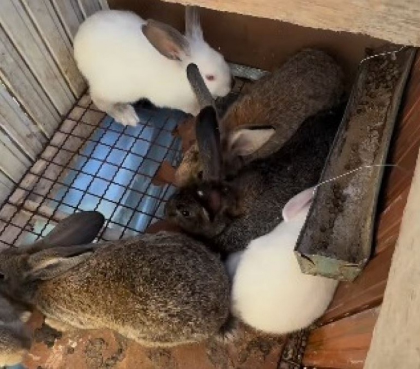 Rescataron a 66 animales en mal estado de salud de una vivienda