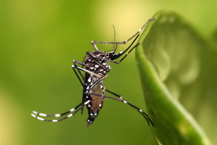 Dengue: Los mosquitos estn cada vez ms resistentes a los insecticidas, sobre todo en el AMBA