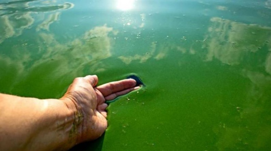 Alerta por cianobacterias: El Ro de la Plata slo tiene en alerta amarilla a la costa de Magdalena