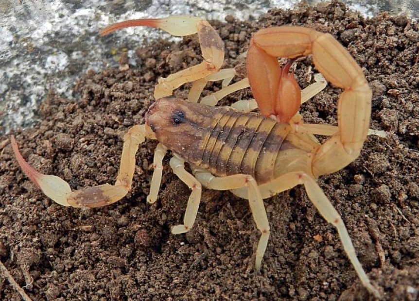 Identificaron al alacrn que pic al quilmeo: Es una especie letal