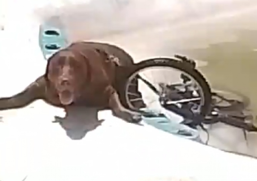 VIDEO | Perro maltratado se cay a una pileta, atado a una bicicleta y casi se ahoga en Quilmes Oeste