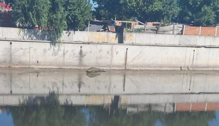 VIDEO | Apareci un lobo marino en el arroyo El Gato de La Plata