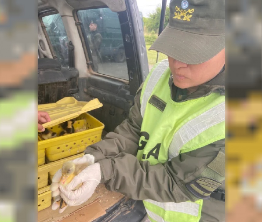 Secuestraron cargamento de 150 patitos que llevaban en una camioneta