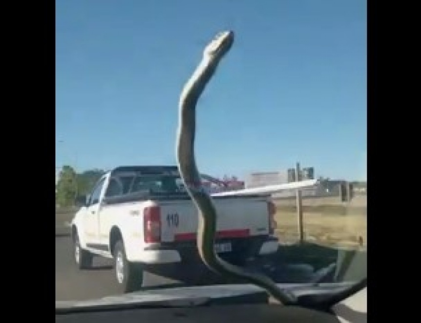 VIDEO | Manejaba por la ruta y de la nada apareci una serpiente en el parabrisas