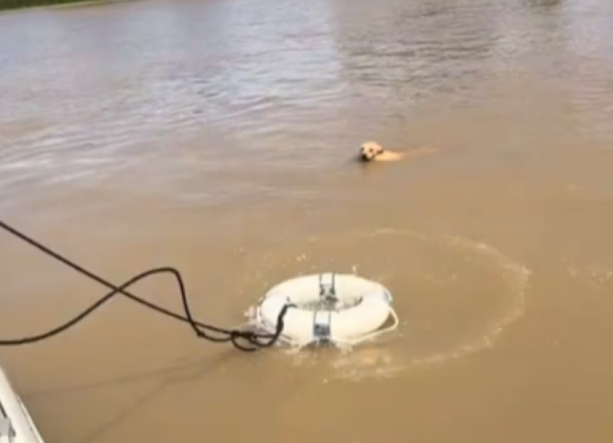 VIDEO | El conmovedor rescate de unos jvenes a un perro en el Delta