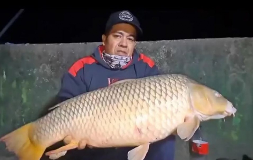 VIDEO | Durante la noche pescadores atraparon un enorme pez en Punta Lara