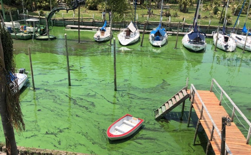 Hay 8 municipios con alerta roja por cianobacterias en la provincia de Buenos Aires