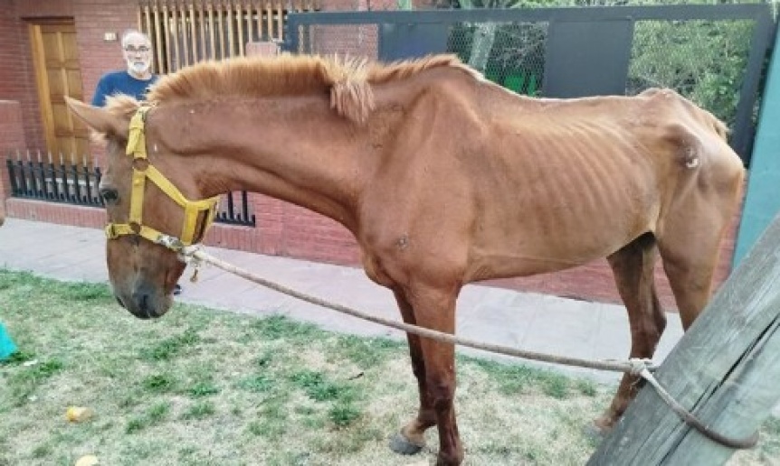 Otro caso de maltrato animal: Un caballo se desplom en plena calle