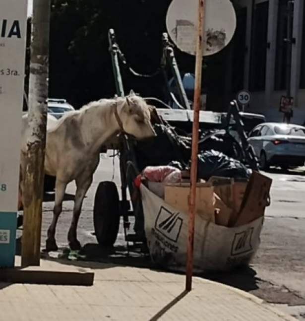 Rescatan a caballo que era vctima de maltrato animal en Quilmes Oeste