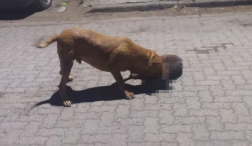 Vecinos de Trelew aseguran que un pitbull mat 9 mascotas y mordi a 3 personas