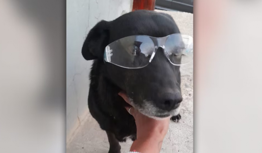 Ong proteccionista ofreci recompensa para dar con responsables de torturar y asesinar a perro en Bariloche