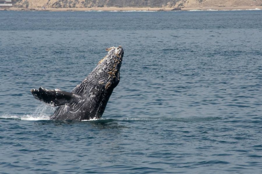 Cientficos niegan que una ballena jorobada pueda tragarse a una persona: