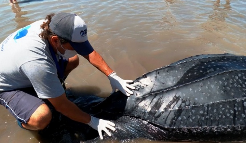 Preocupacin por la muerte de siete tortugas en la costa bonaerense