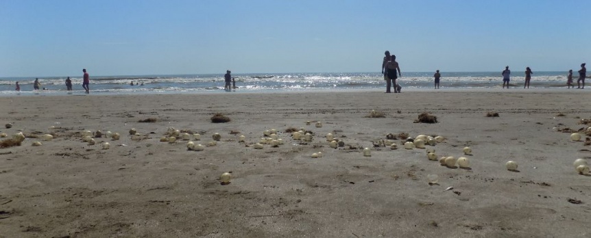 Huevos de mar: qu son esas pelotitas que habitan las playas bonaerenses