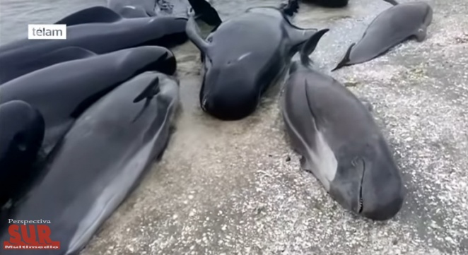 Cientos de ballenas murieron encalladas en la costa de Nueva Zelanda