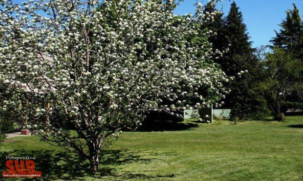 Bariloche tiene un clon del famoso rbol del que hablaba Newton